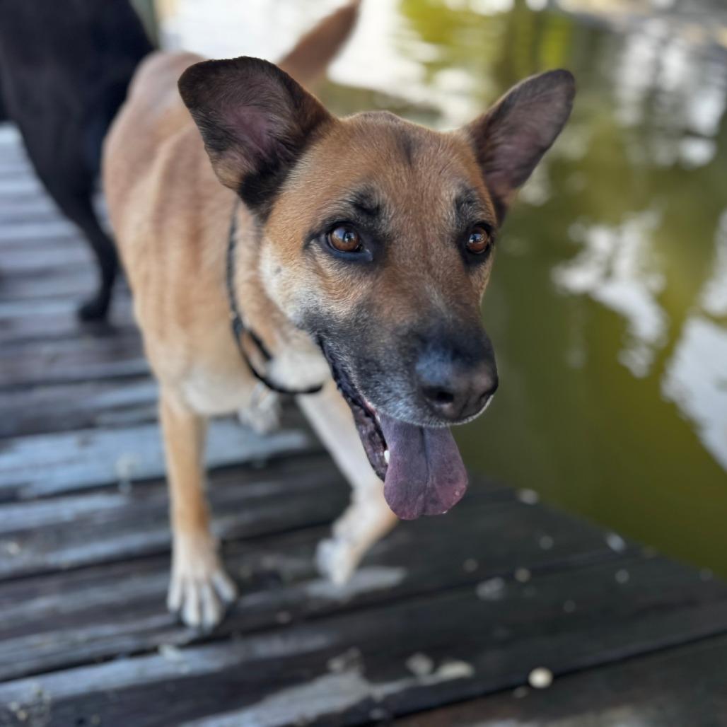 Felicity, Adoptable, Adult Female Shepherd.