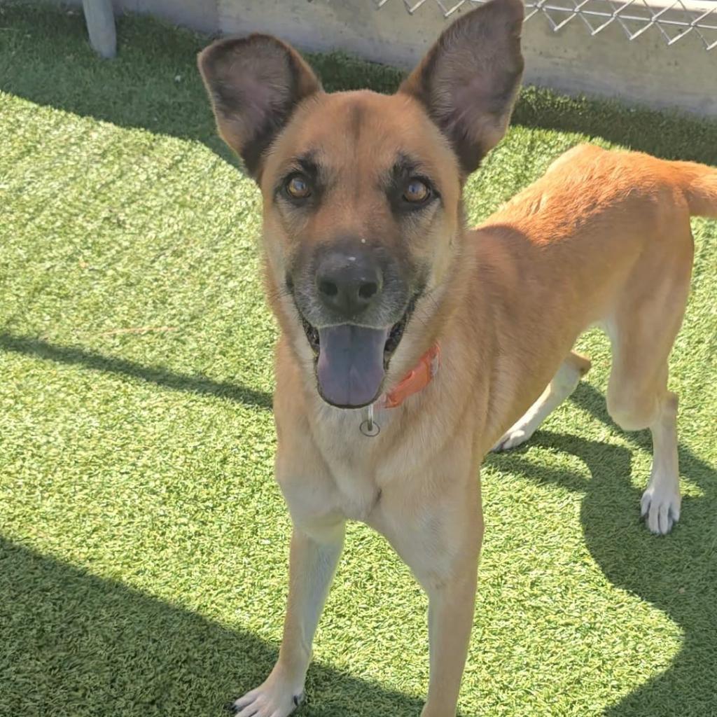 Felicity, Adoptable, Adult Female Shepherd.