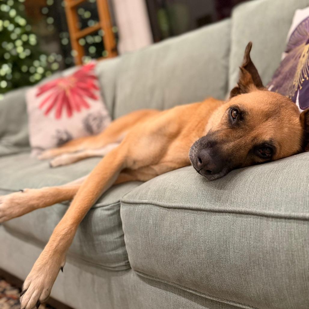 Enlarge Felicity, a Adoptable Shepherd in Galveston, TX image 2/6