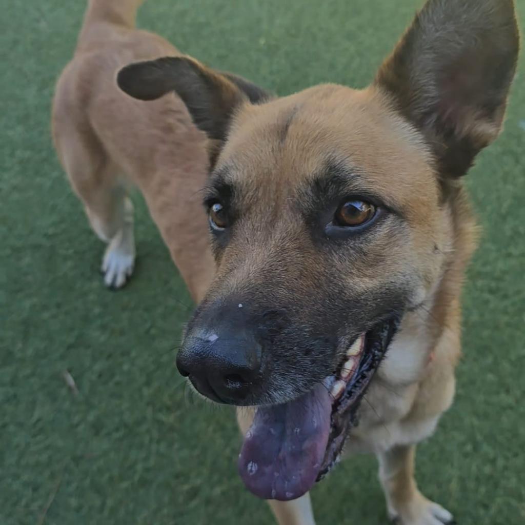 Felicity, a Adoptable Shepherd in Galveston, TX image 4/6