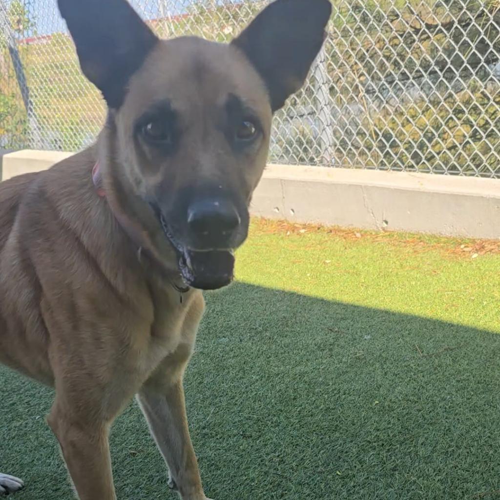 Felicity, a Adoptable Shepherd in Galveston, TX image 5/6