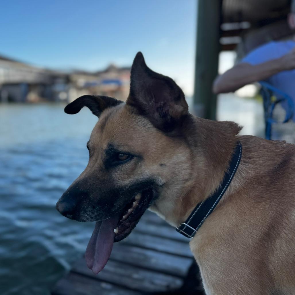 Enlarge Felicity, a Adoptable Shepherd in Galveston, TX image 5/6