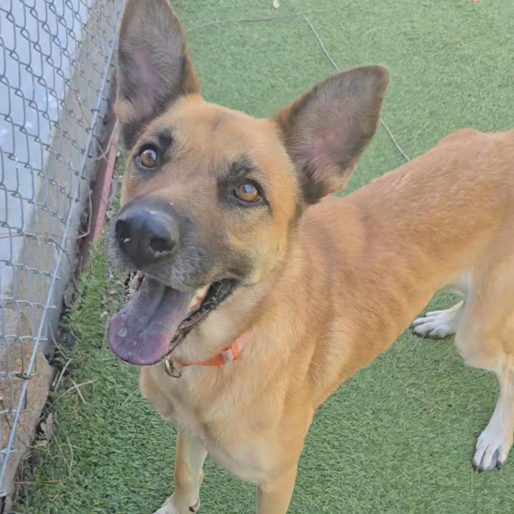 Felicity, a Adoptable Shepherd in Galveston, TX image 6/6