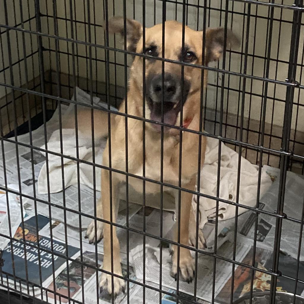 Enlarge Felicity, a Adoptable Shepherd in Galveston, TX image 6/6