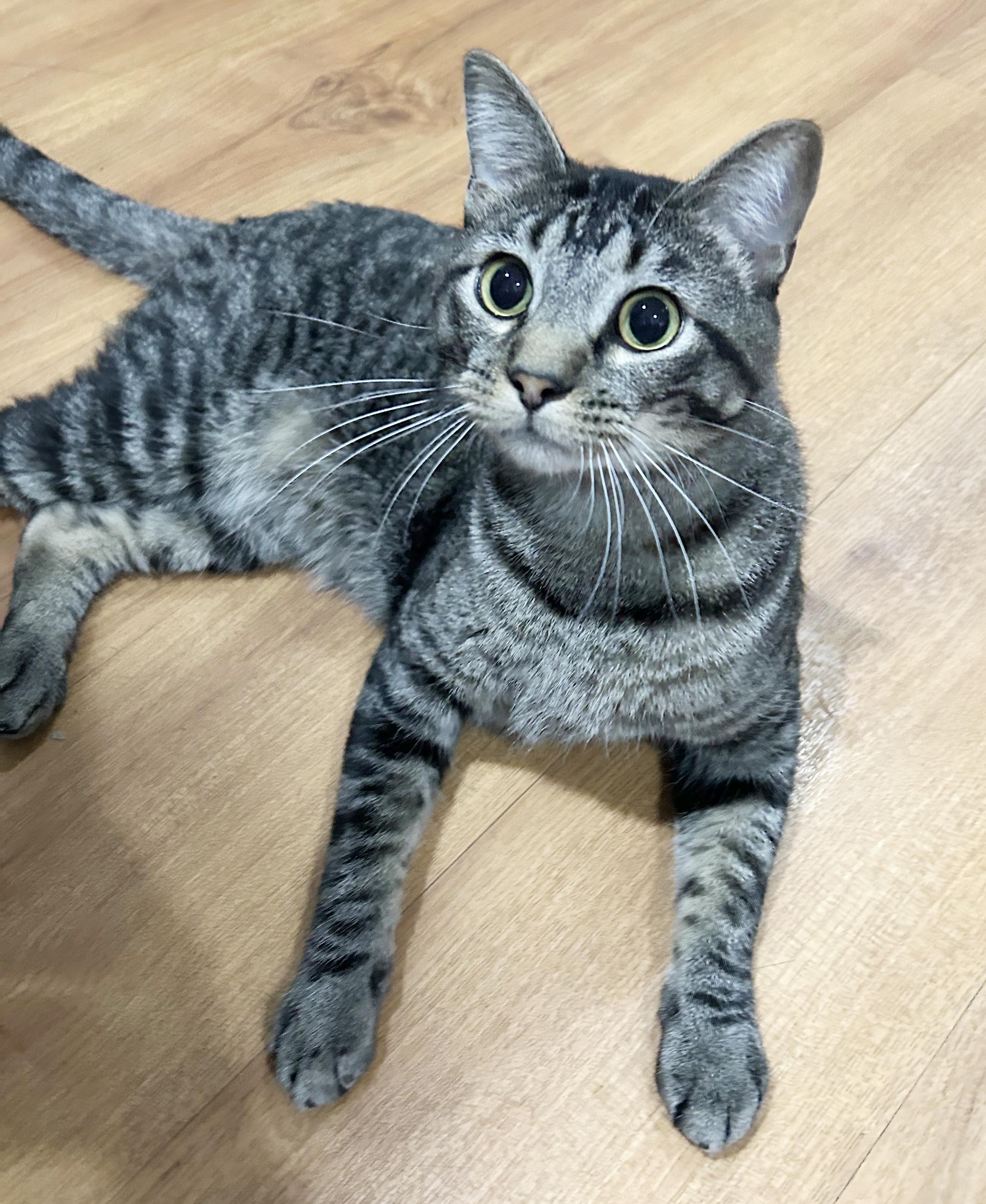 Enlarge Mr. Drysdale, a Adoptable Tabby in Parkville, MO image 6/6