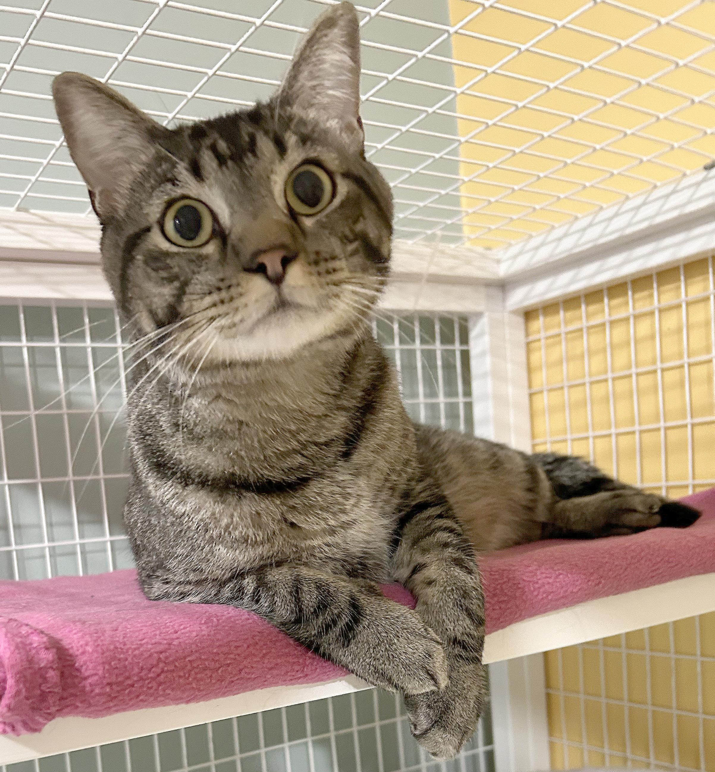 Enlarge Mr. Drysdale, a Adoptable Tabby in Parkville, MO image 2/6