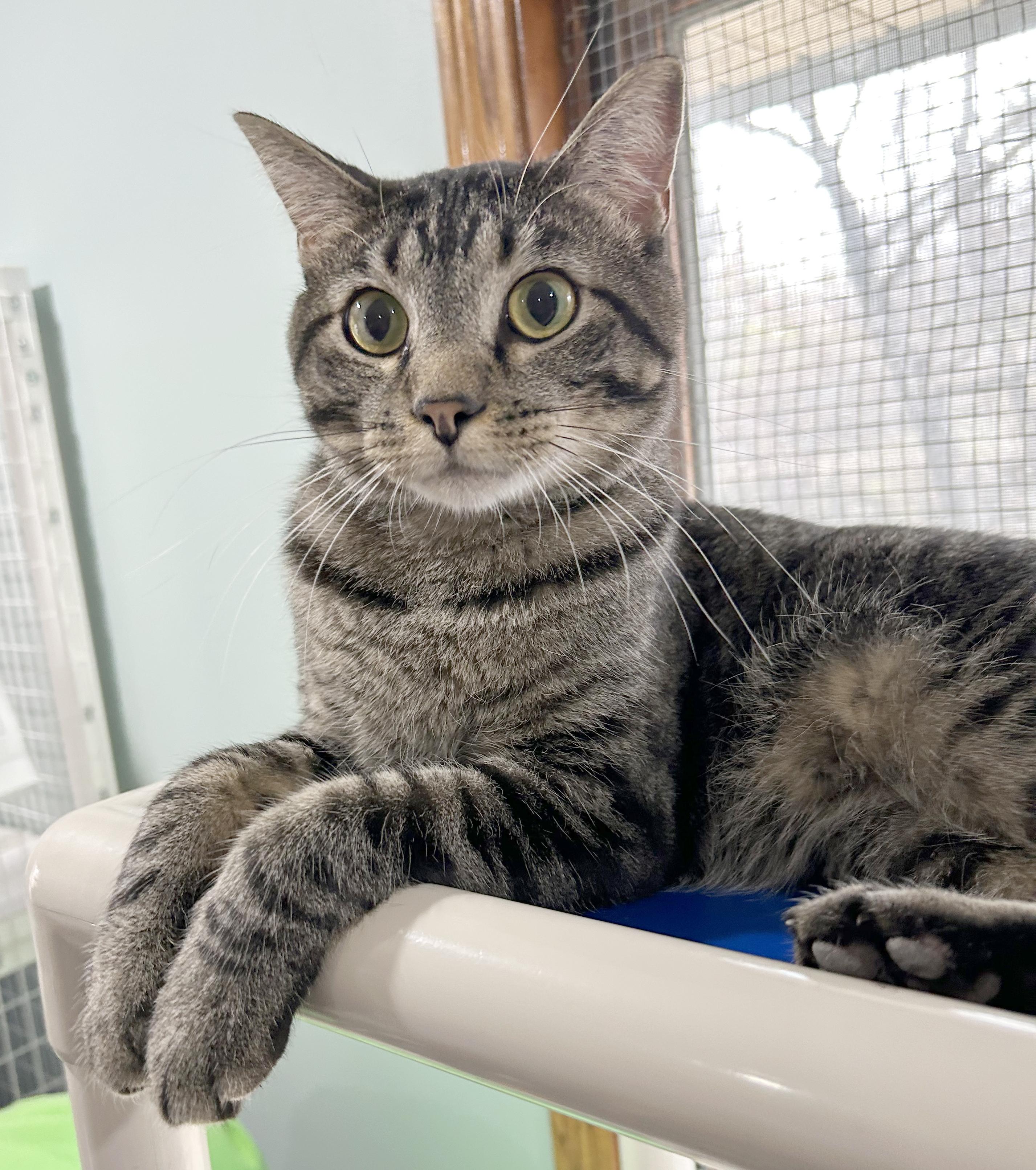 Mr. Drysdale, Adoptable, Adult Male Tabby.