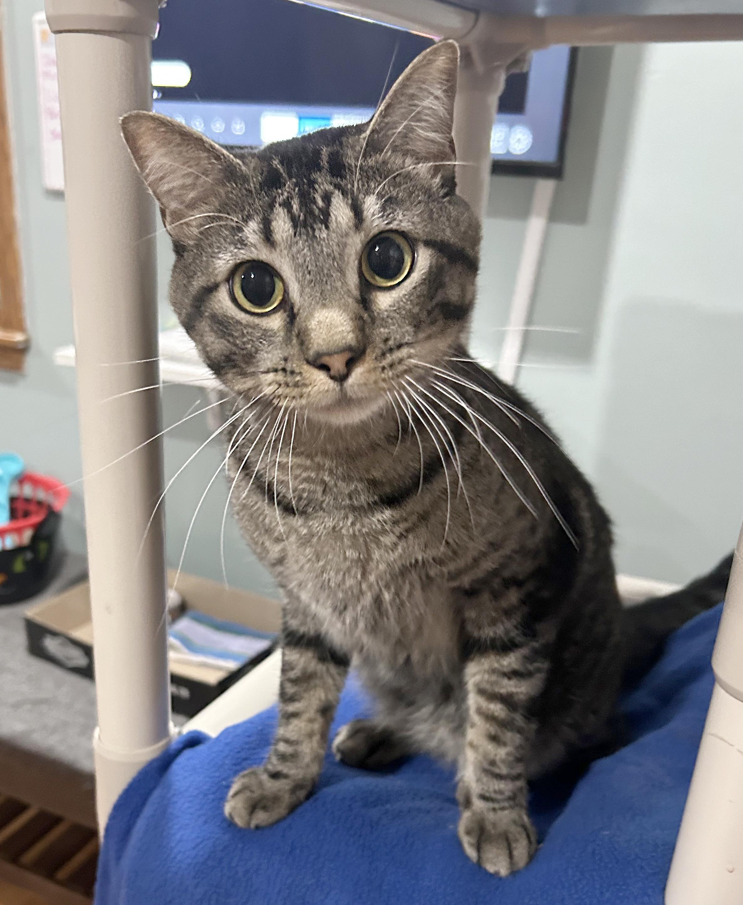 Enlarge Mr. Drysdale, a Adoptable Tabby in Parkville, MO image 3/6