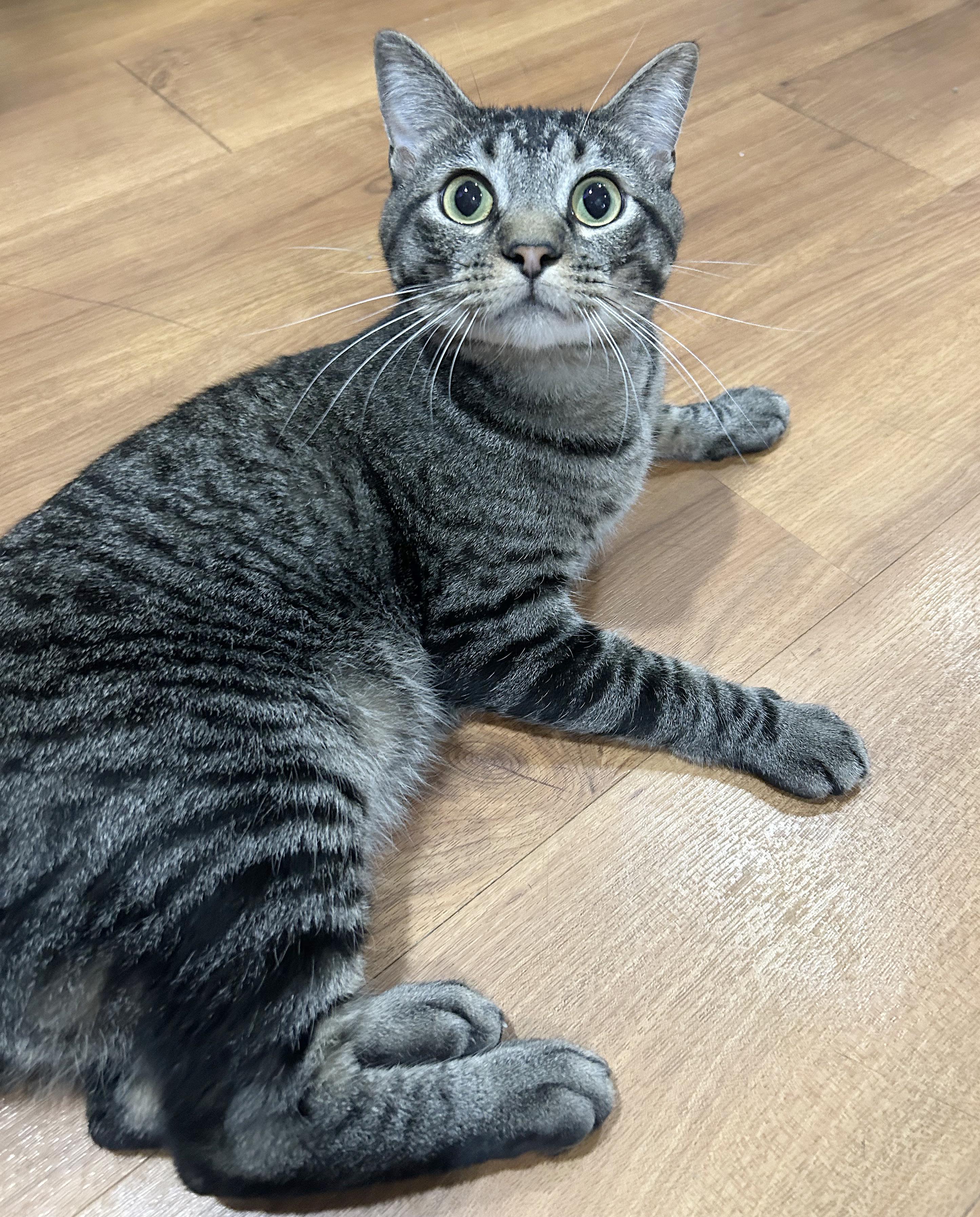 Enlarge Mr. Drysdale, a Adoptable Tabby in Parkville, MO image 5/6