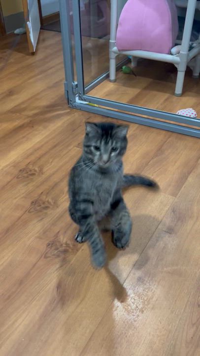 Enlarge Mr. Drysdale, a Adoptable Tabby in Parkville, MO video 4/6