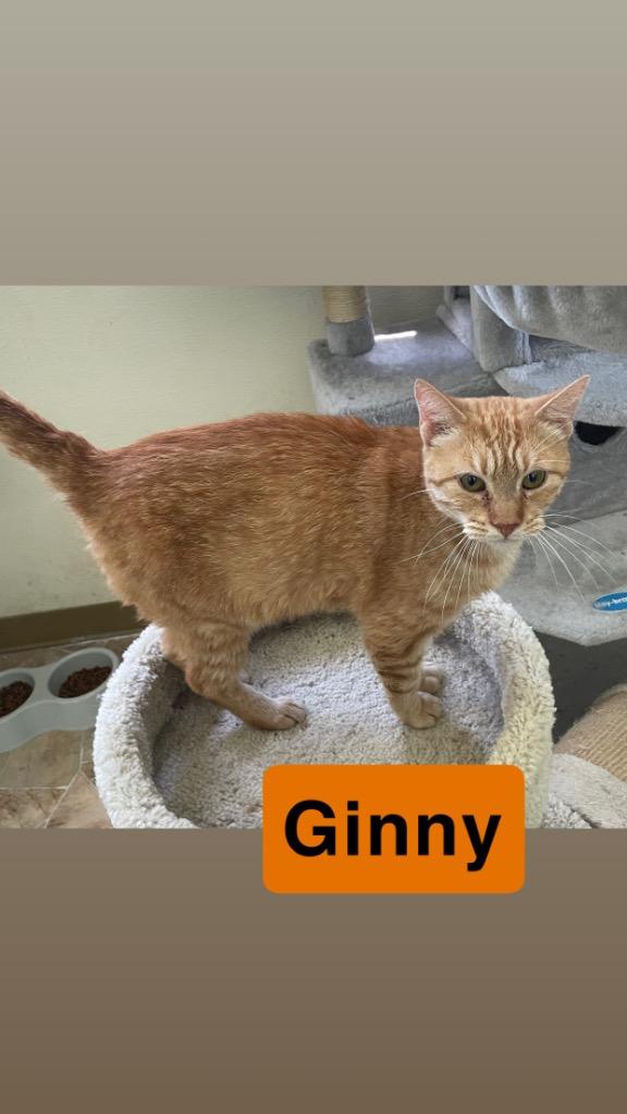 Ginny, Adopted, Adult Female Domestic Short Hair.