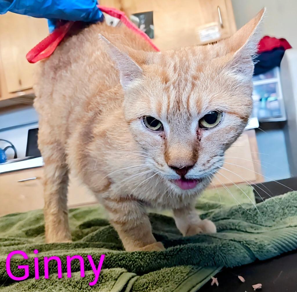 Ginny, a Adopted mixed breed in Mena, AR image 2/2