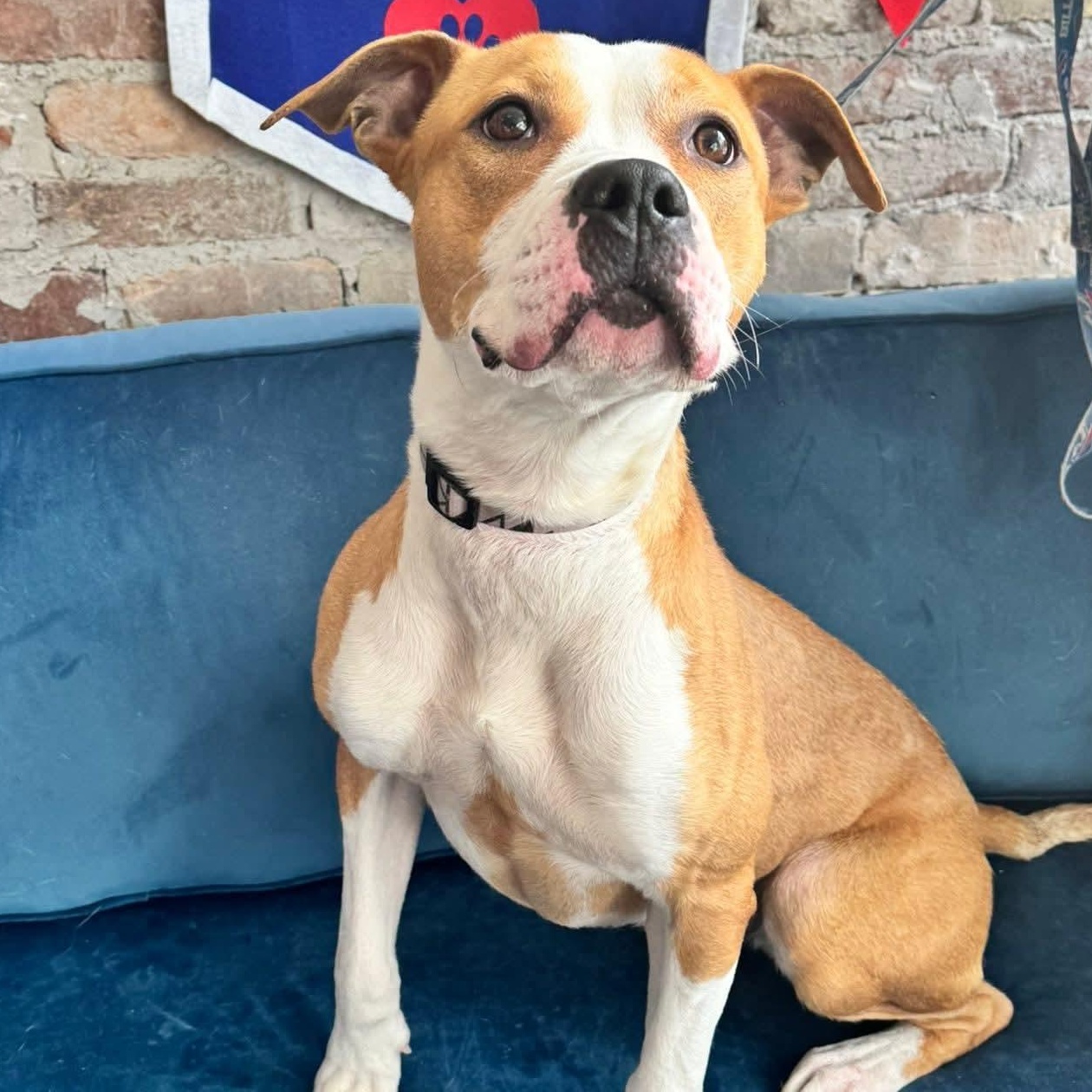 Enlarge Cody, an adopted mixed breed in Buffalo, NY image 1/6