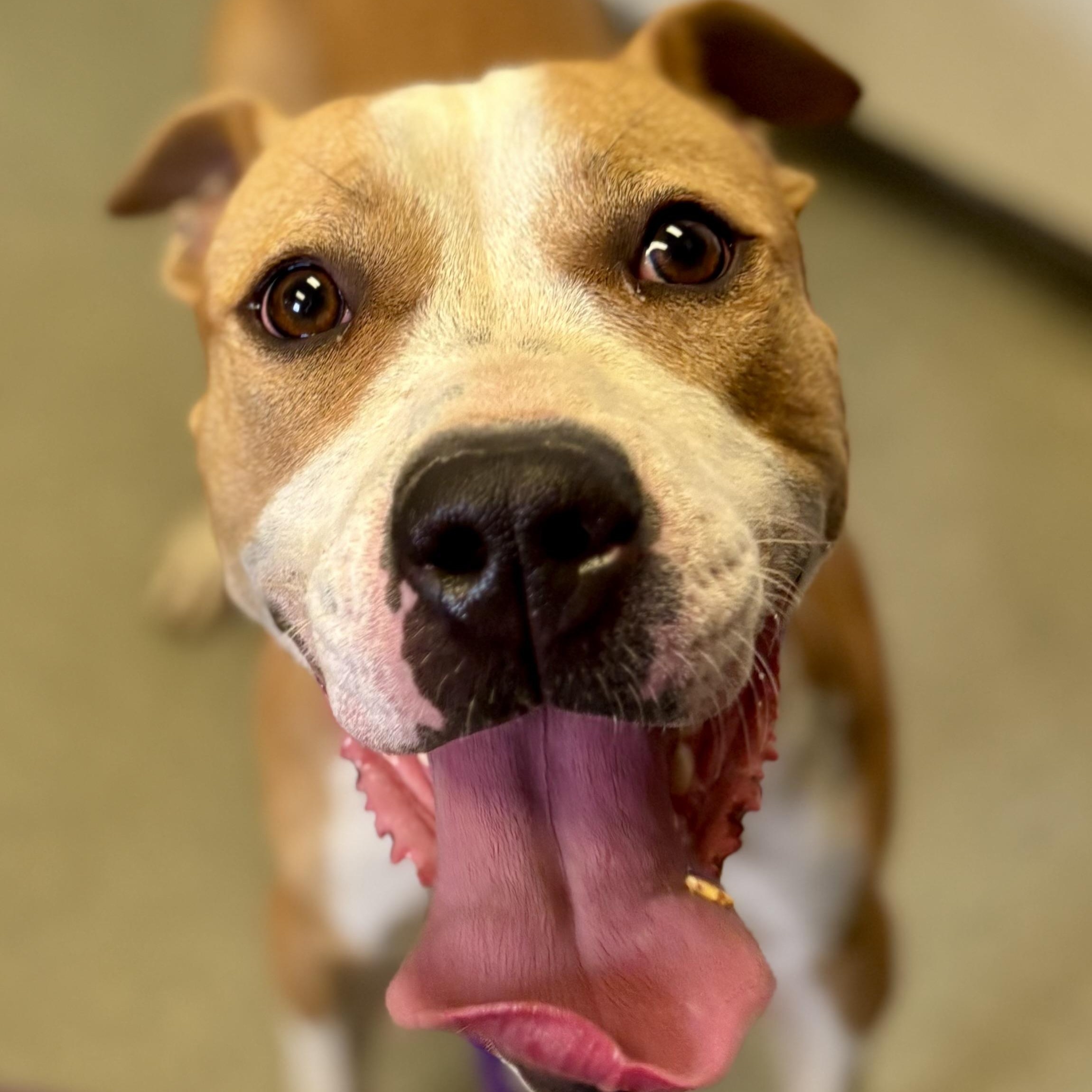 Cody, a Adoptable mixed breed in Buffalo, NY image 2/6