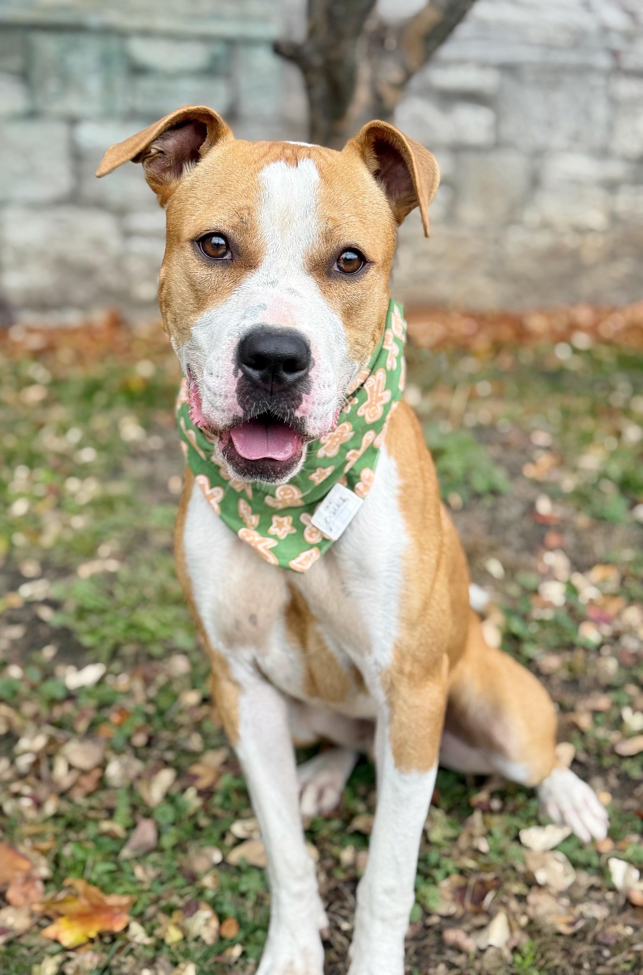 Cody, a Adoptable mixed breed in Buffalo, NY image 5/6