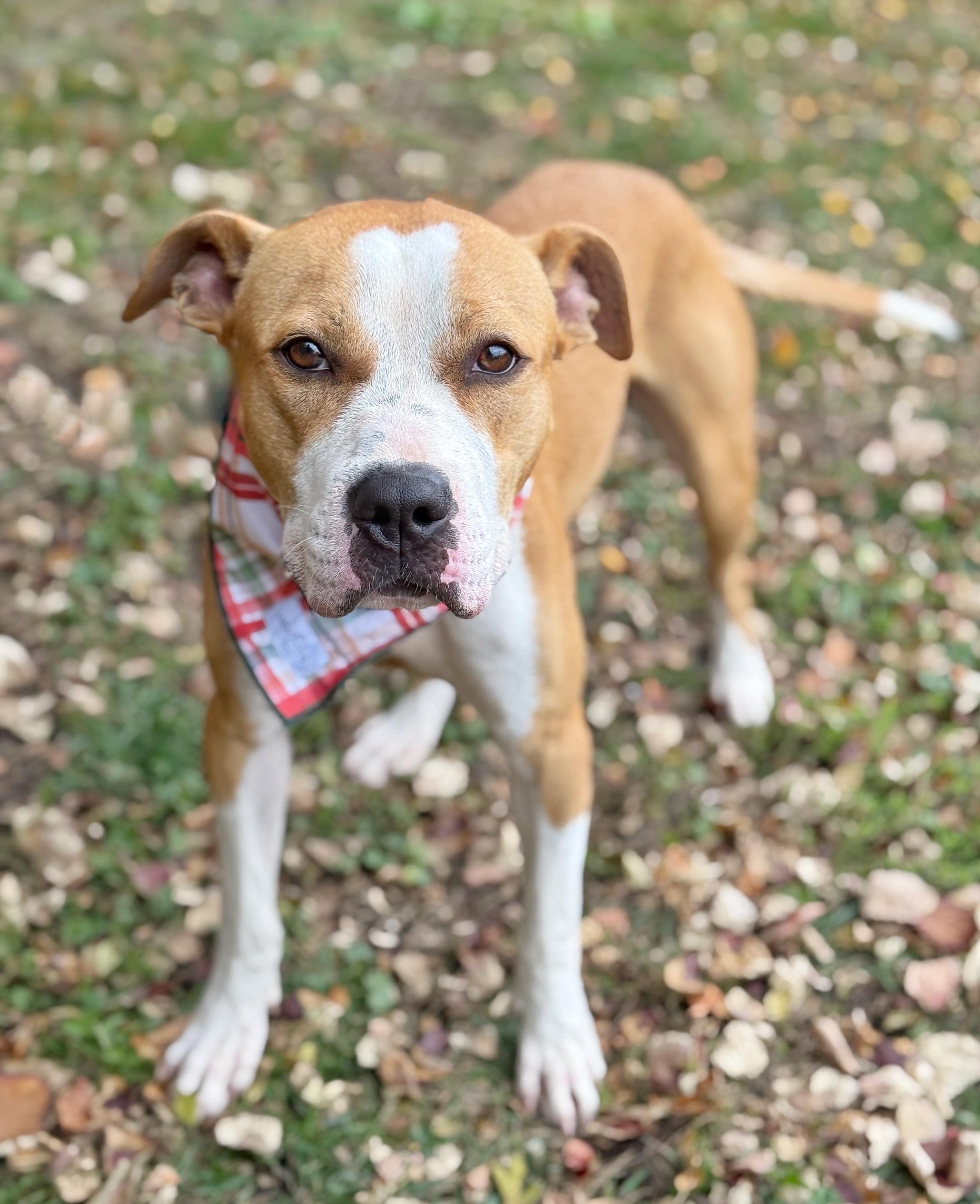 Cody, Adoptable, Young Male Pit Bull Terrier.