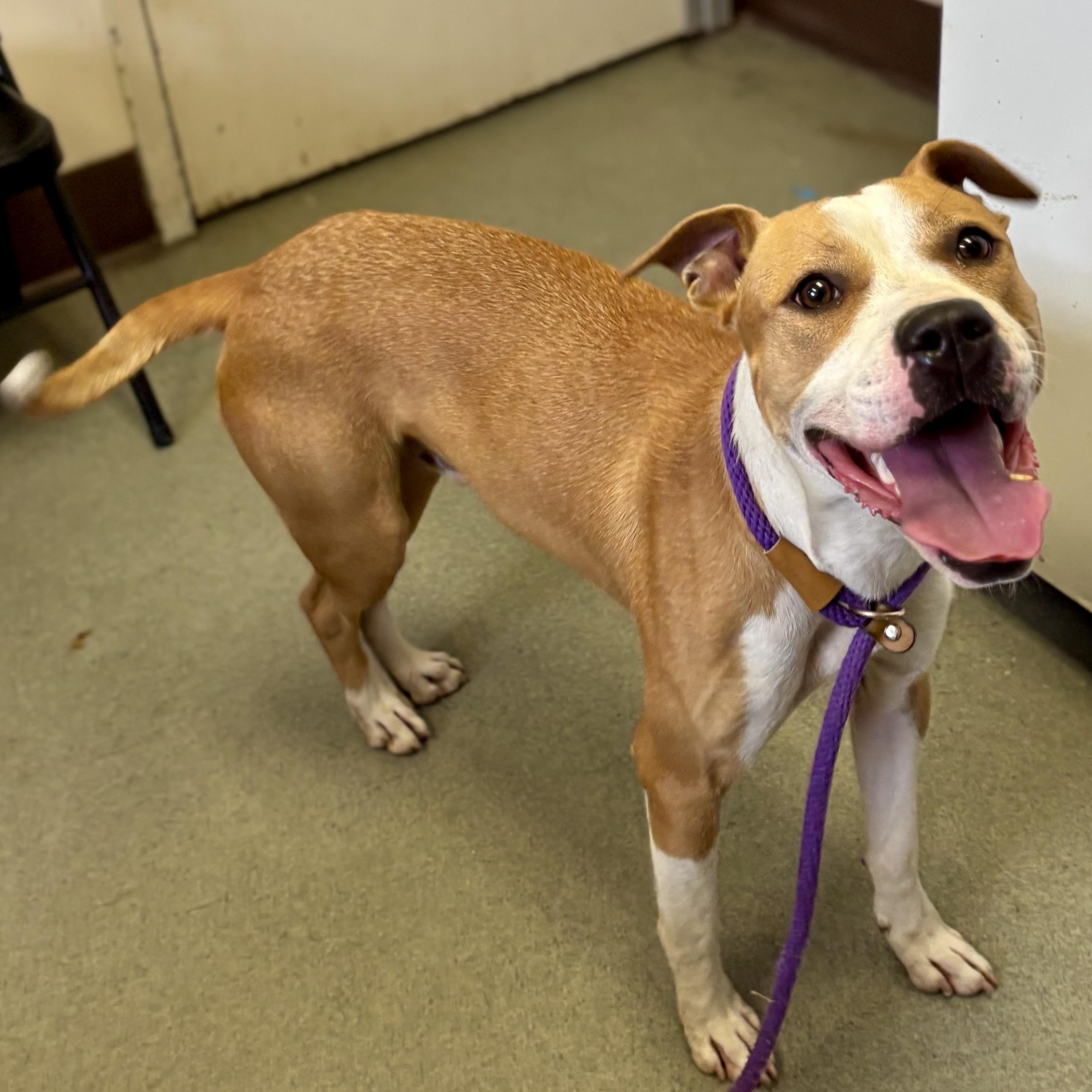 Cody, Adoptable, Young Male Pit Bull Terrier.