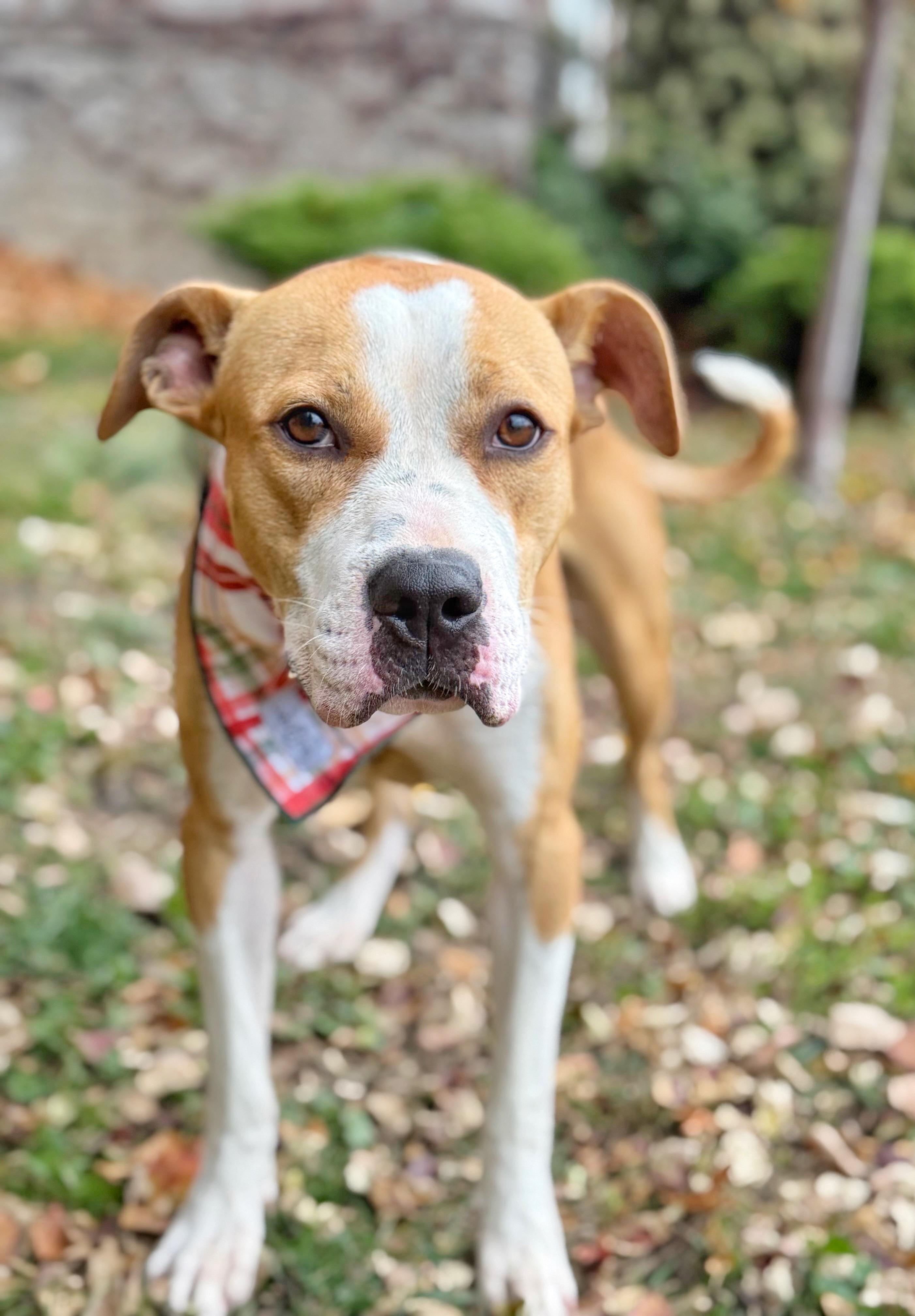Cody, a Adoptable mixed breed in Buffalo, NY image 4/6