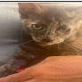 Bev, Adoptable, Kitten Female Domestic Short Hair.
