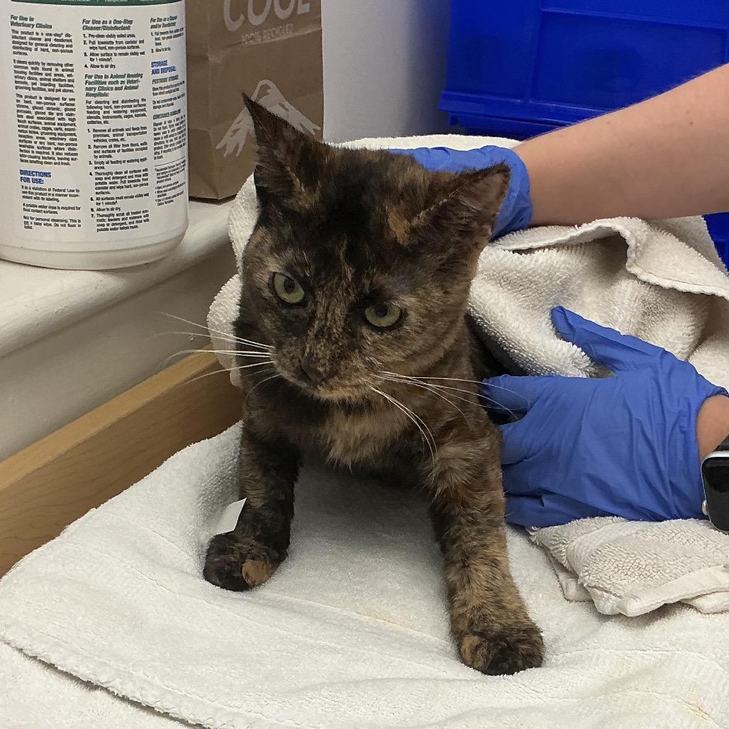 Enlarge Bev, a Adoptable Domestic Short Hair in Pasadena, CA image 2/3