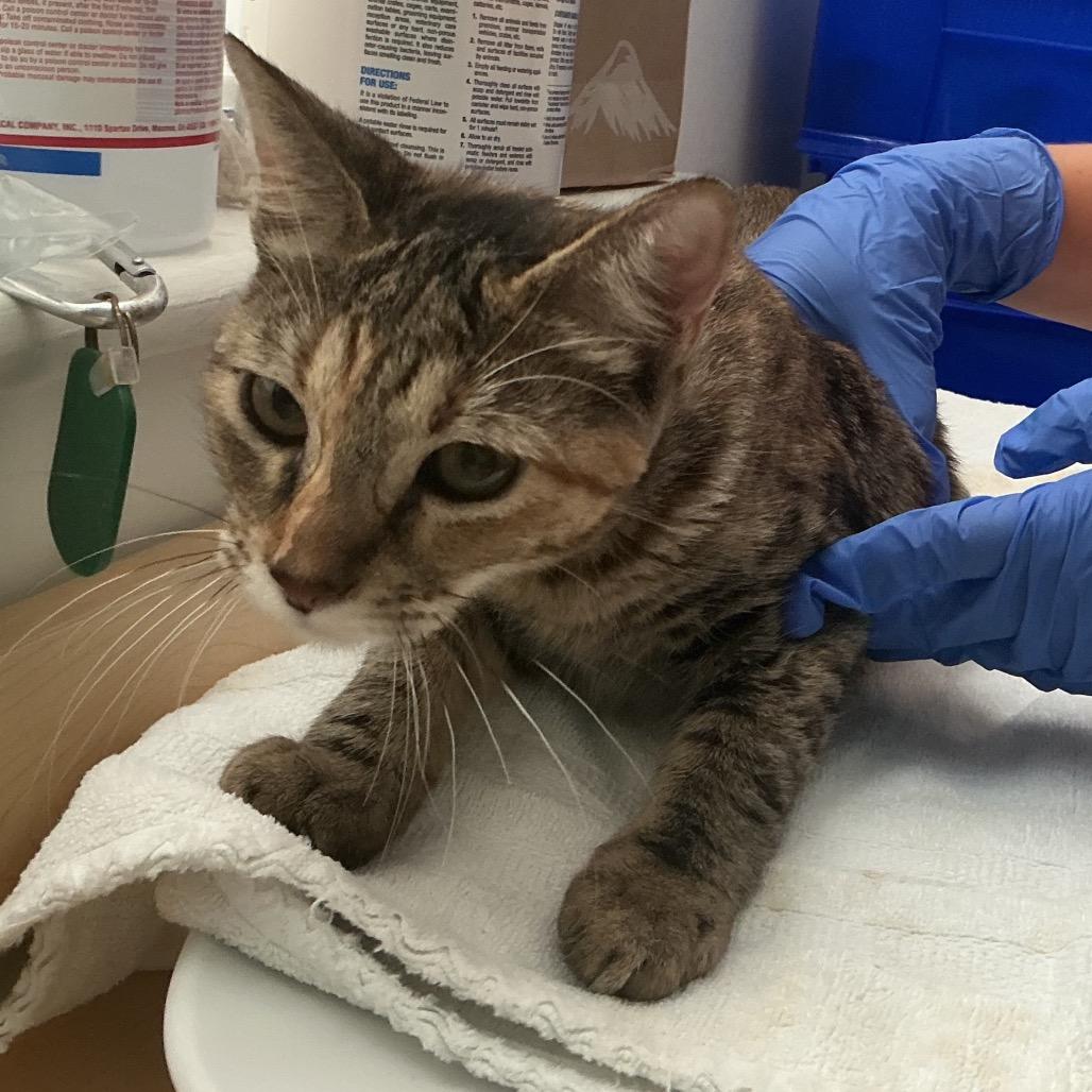 Enlarge Bev, a Adoptable Domestic Short Hair in Pasadena, CA image 3/3