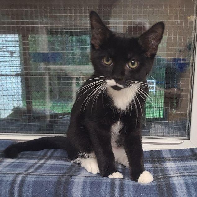 Alex, Baby Male Domestic Short Hair