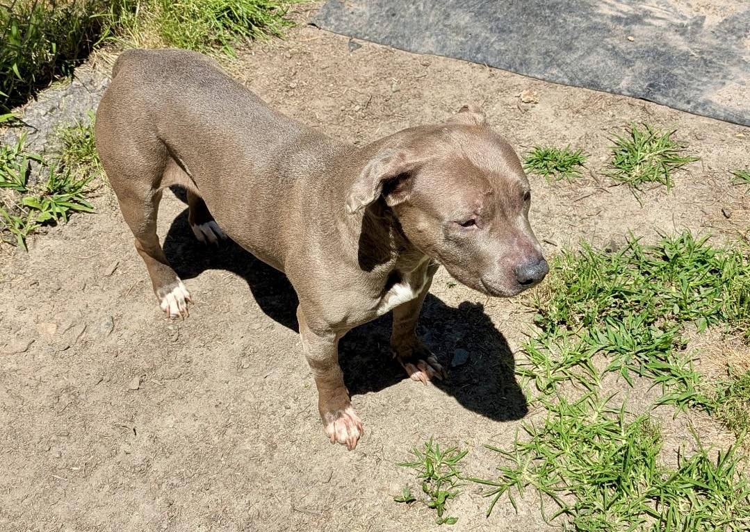 Zora, an adopted Pit Bull Terrier in Petersburg, VA image 2/2