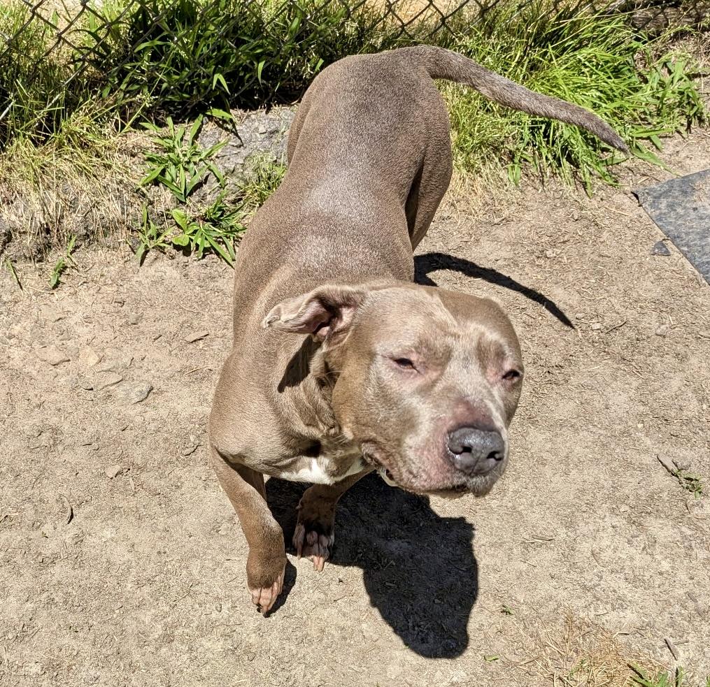 Zora, an adopted Pit Bull Terrier in Petersburg, VA image 1/2