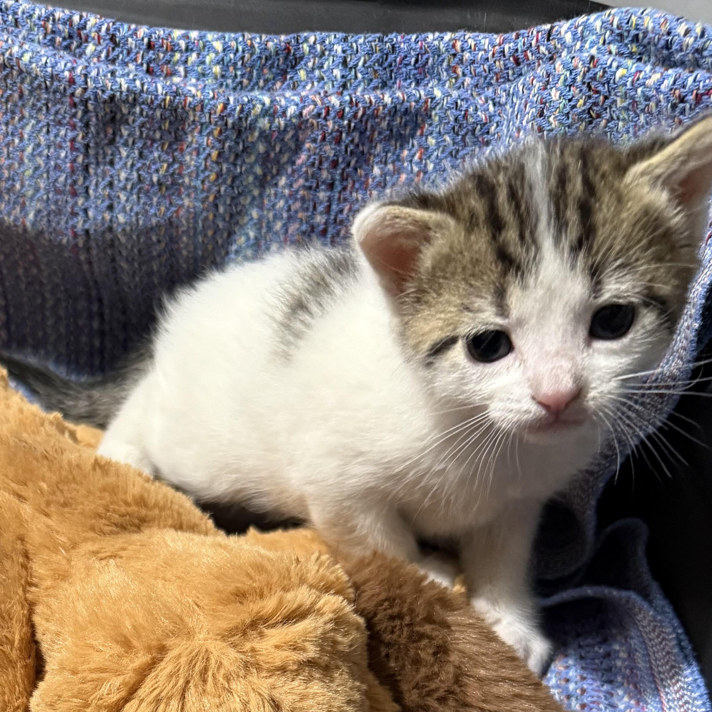 Enlarge Cinder, a ADOPTABLE Domestic Short Hair in Washington, DC image 2/3