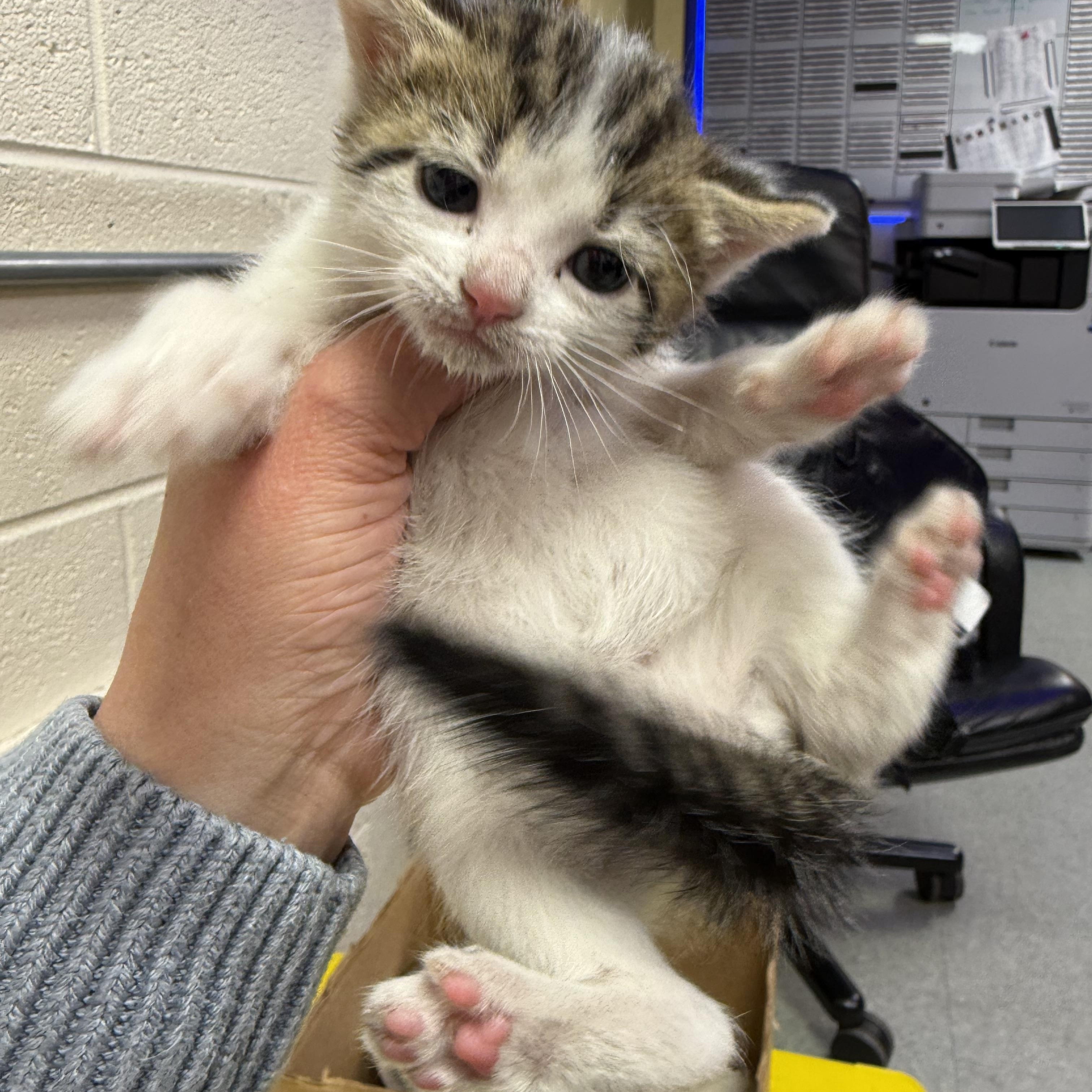 Enlarge Cinder, a ADOPTABLE Domestic Short Hair in Washington, DC image 3/3