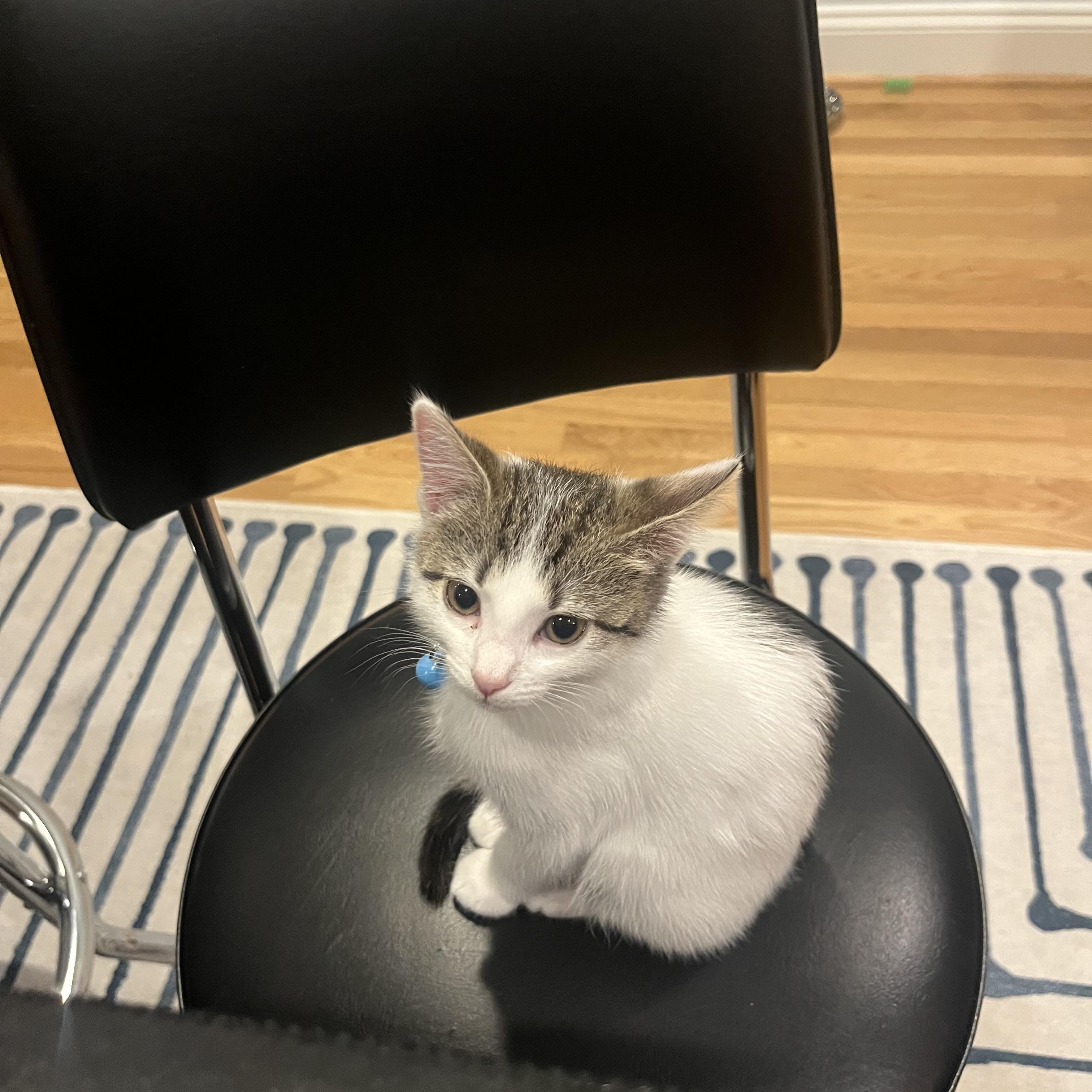 Enlarge Cinder, a ADOPTABLE Domestic Short Hair in Alexandria, VA image 4/6