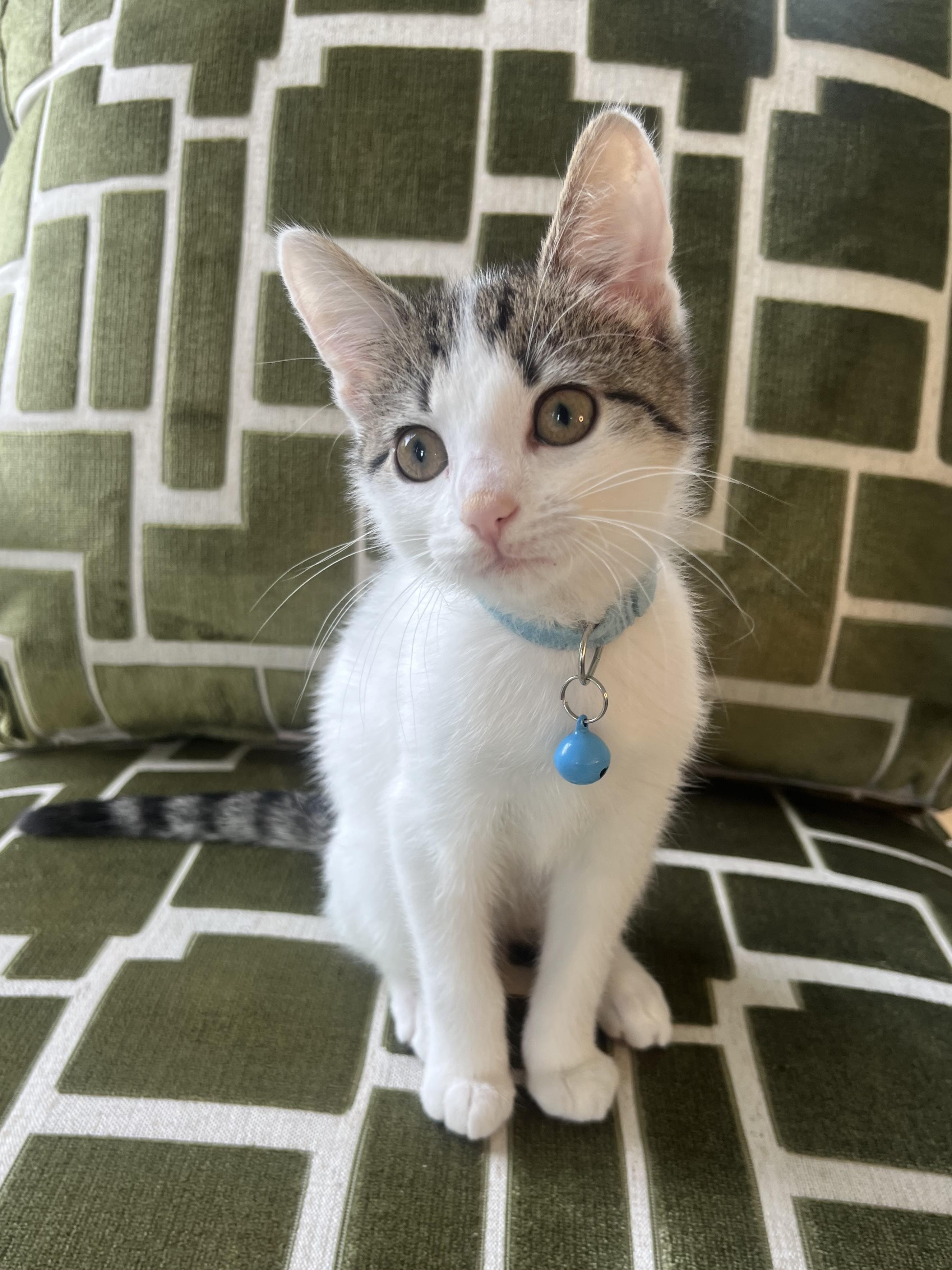 Enlarge Cinder, a ADOPTABLE Domestic Short Hair in Alexandria, VA image 1/6