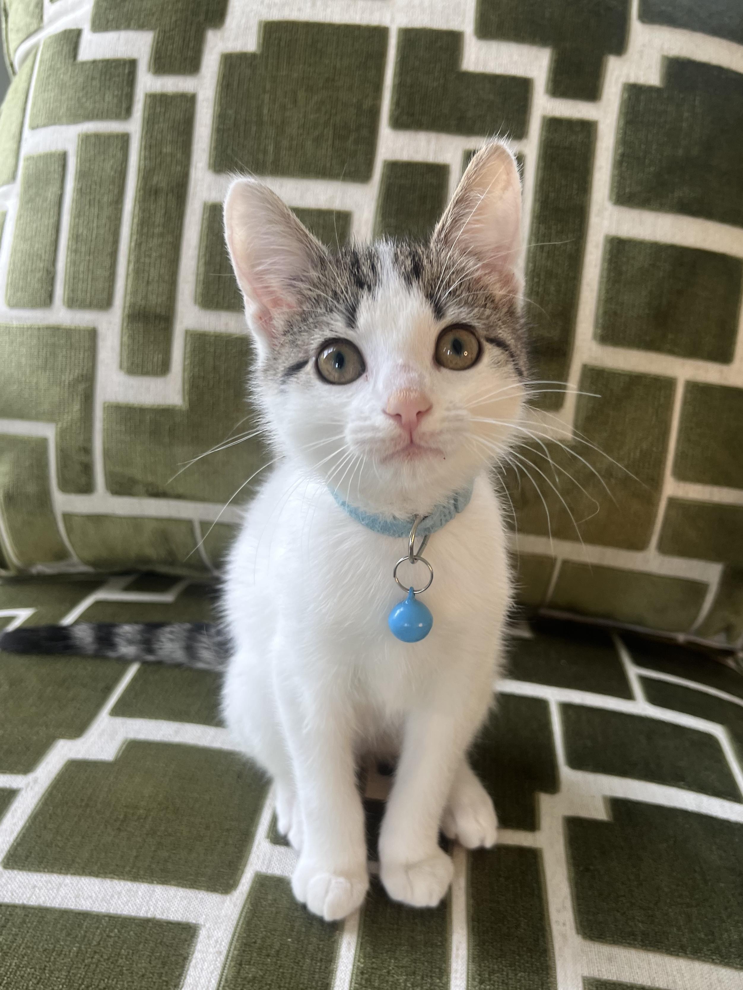 Enlarge Cinder, a ADOPTABLE Domestic Short Hair in Alexandria, VA image 2/6