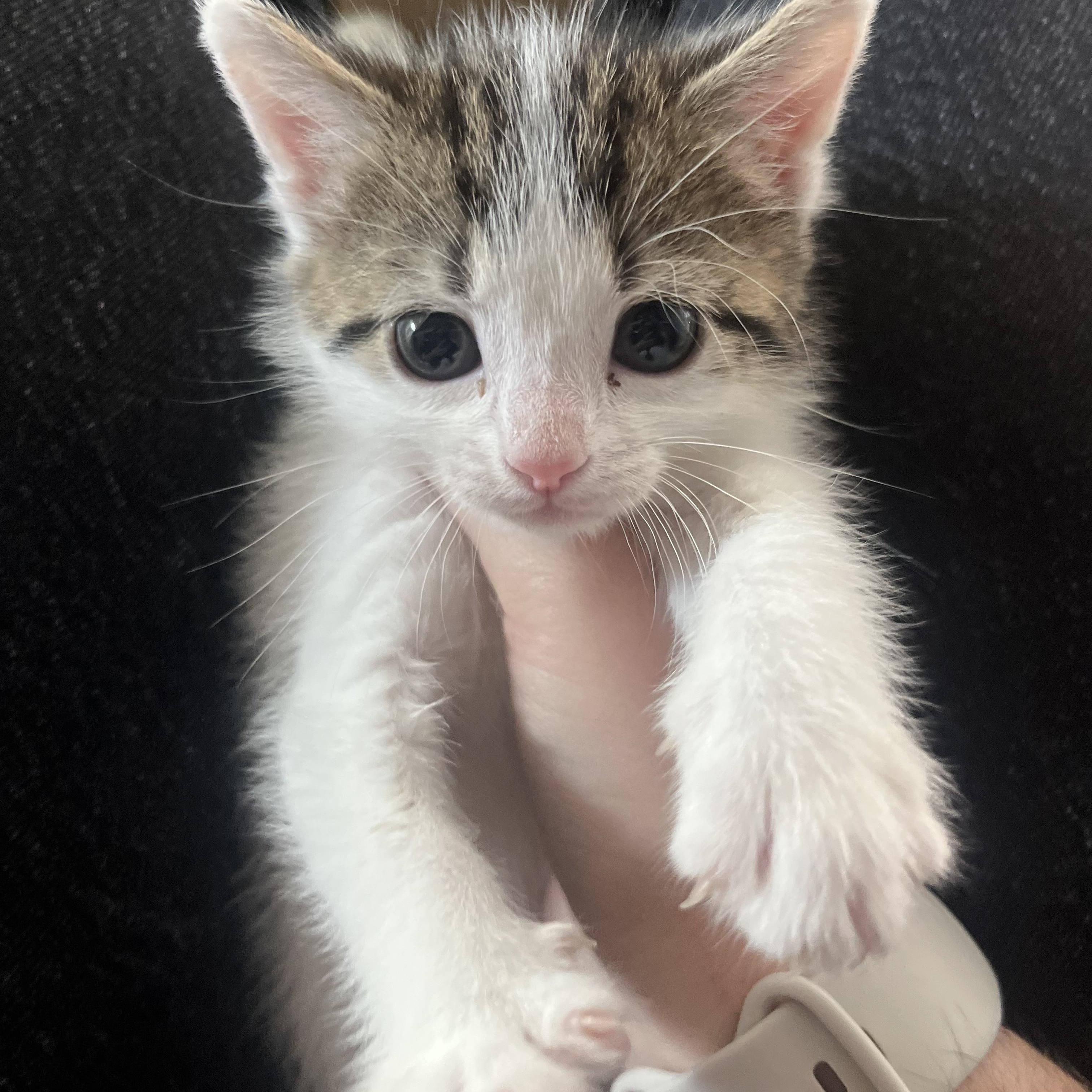 Enlarge Cinder, a ADOPTABLE Domestic Short Hair in Washington, DC image 1/3