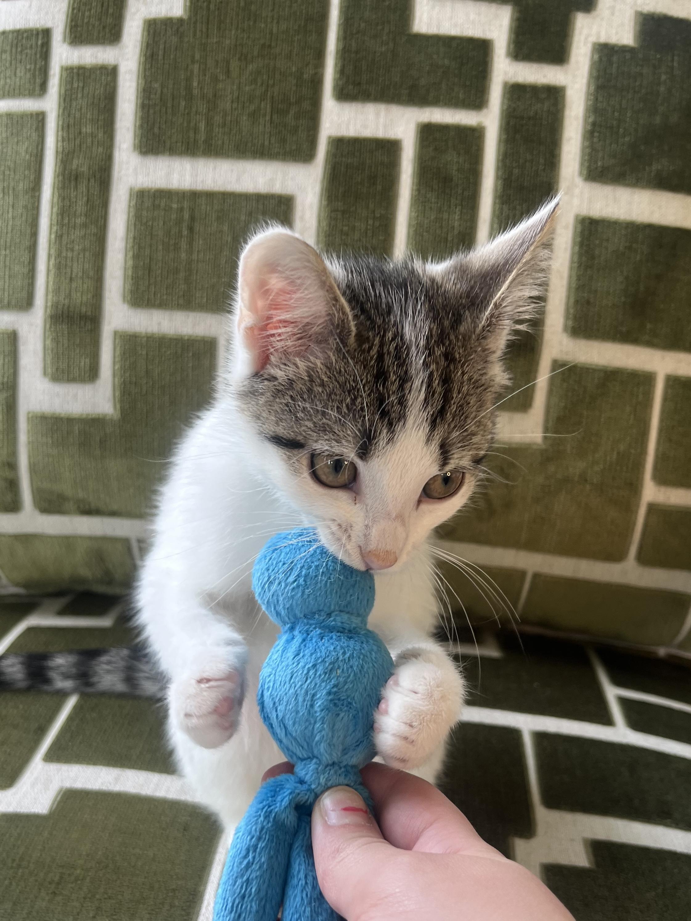 Enlarge Cinder, a ADOPTABLE Domestic Short Hair in Alexandria, VA image 3/6