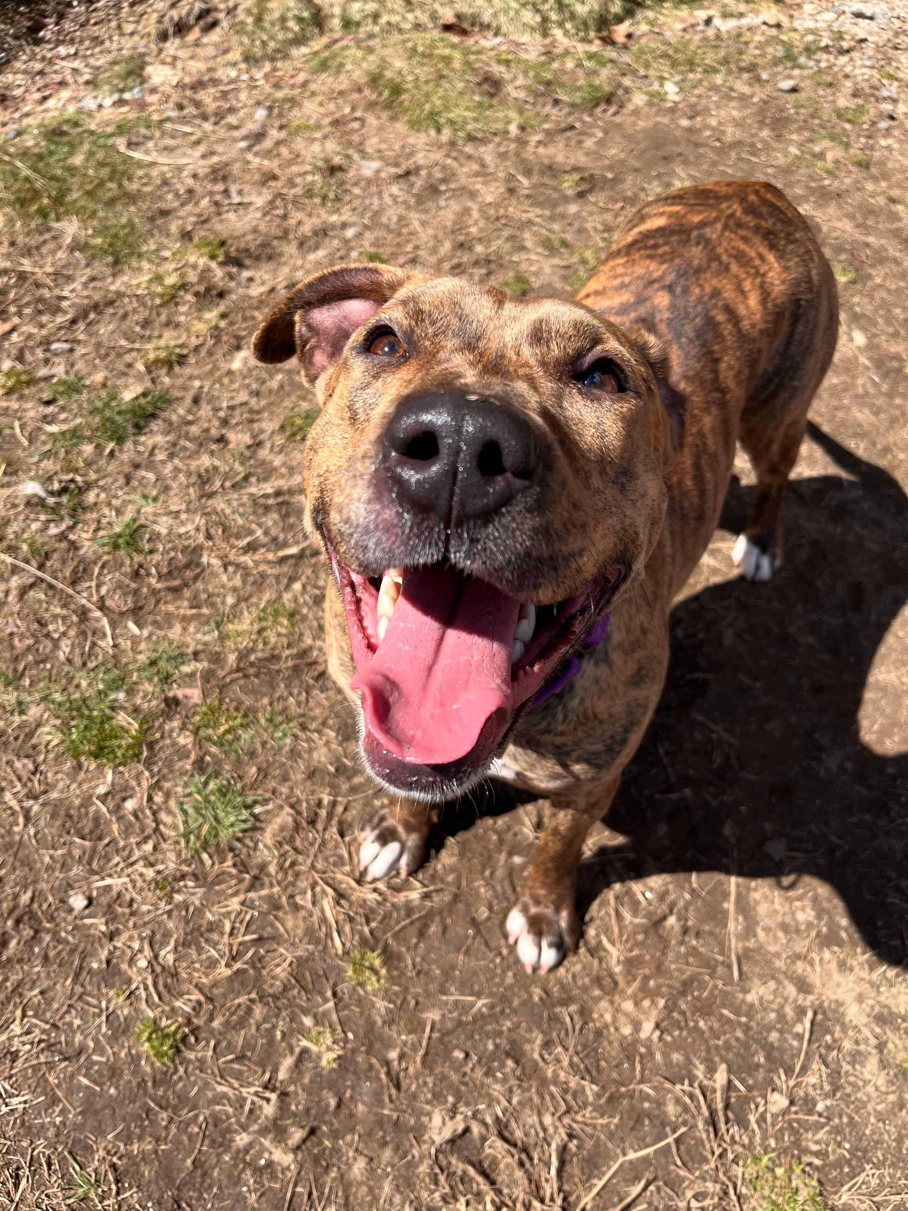 Enlarge Vixen, a Adoptable mixed breed in Paris, ME image 3/3