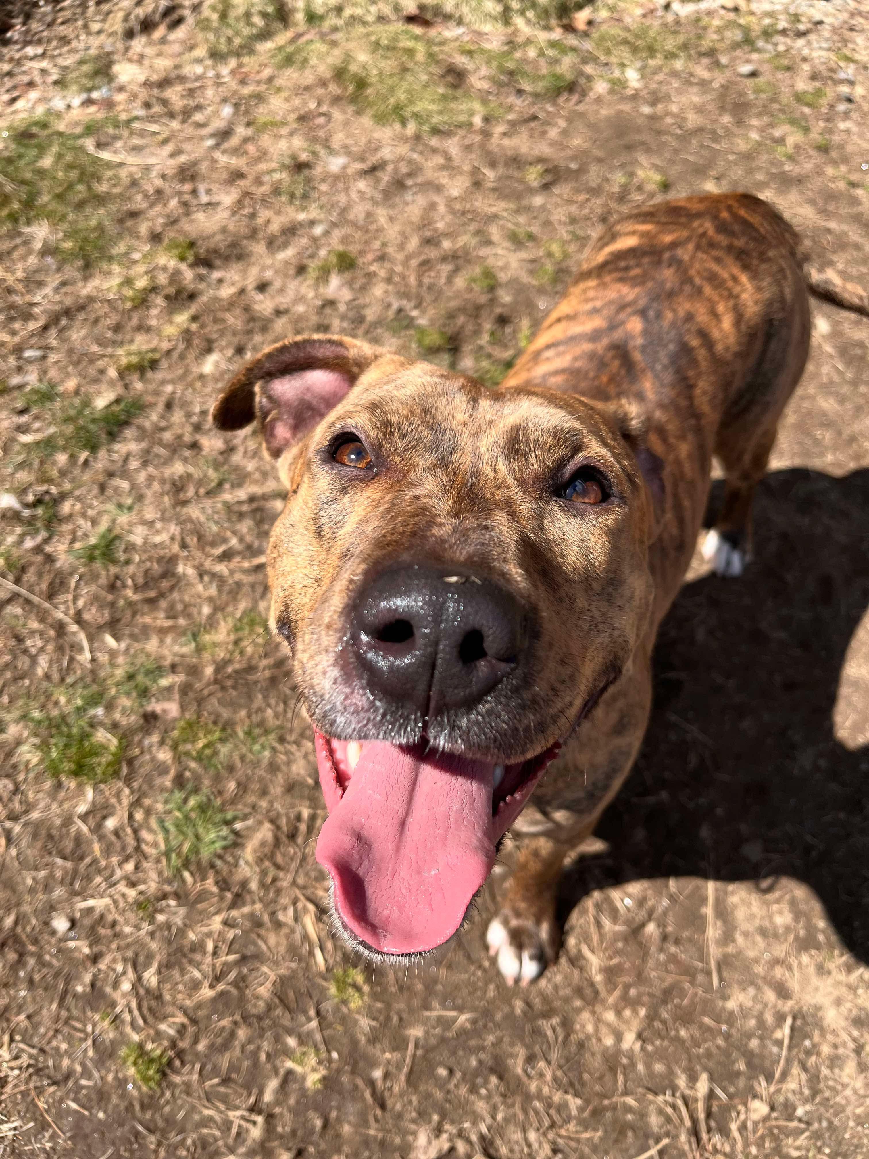 Vixen, Adoptable, Young Female Pit Bull Terrier.