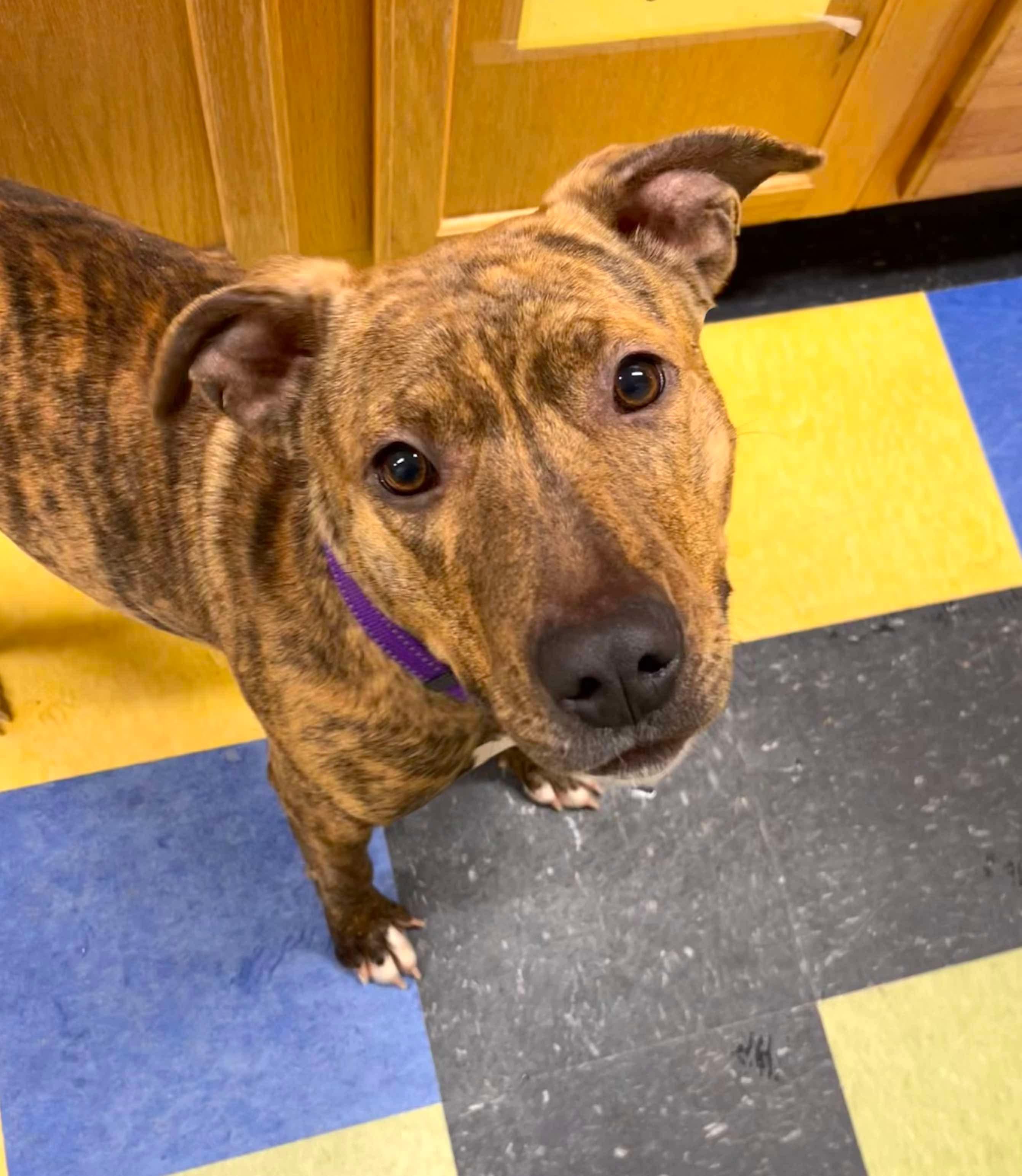 Enlarge Vixen, a Adoptable mixed breed in Paris, ME image 2/3