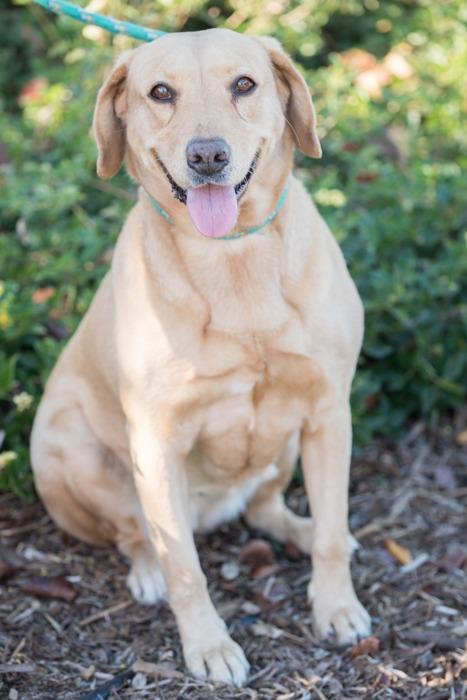 Enlarge Tourmaline, a Adoptable mixed breed in San Diego, CA image 1/3