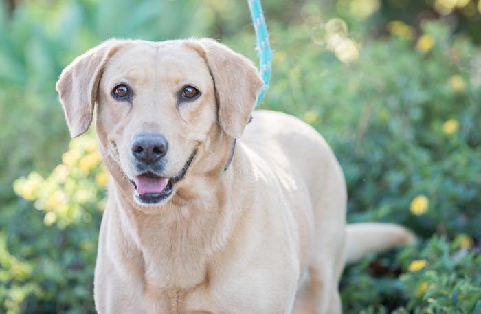 Tourmaline, a Adoptable mixed breed in San Diego, CA image 2/3