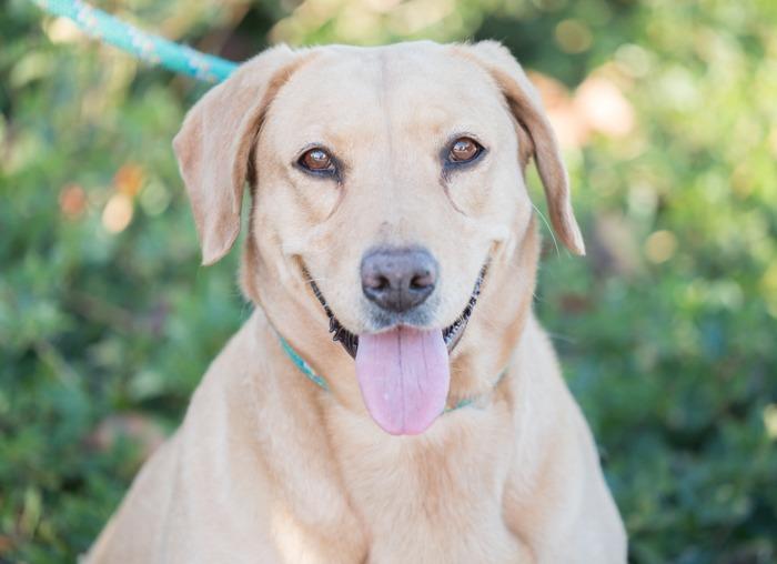 Tourmaline, a Adoptable mixed breed in San Diego, CA image 3/3