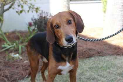Enlarge Joe, a Adoptable mixed breed in Brunswick, GA image 1/2