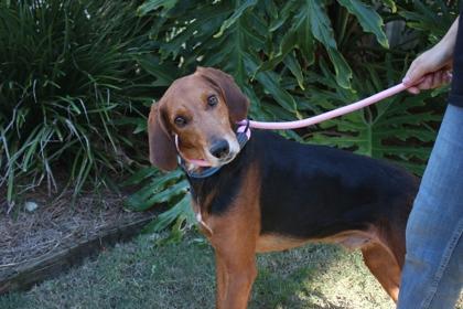 Joe, Adoptable, Adult Male Coonhound & Mixed Breed.