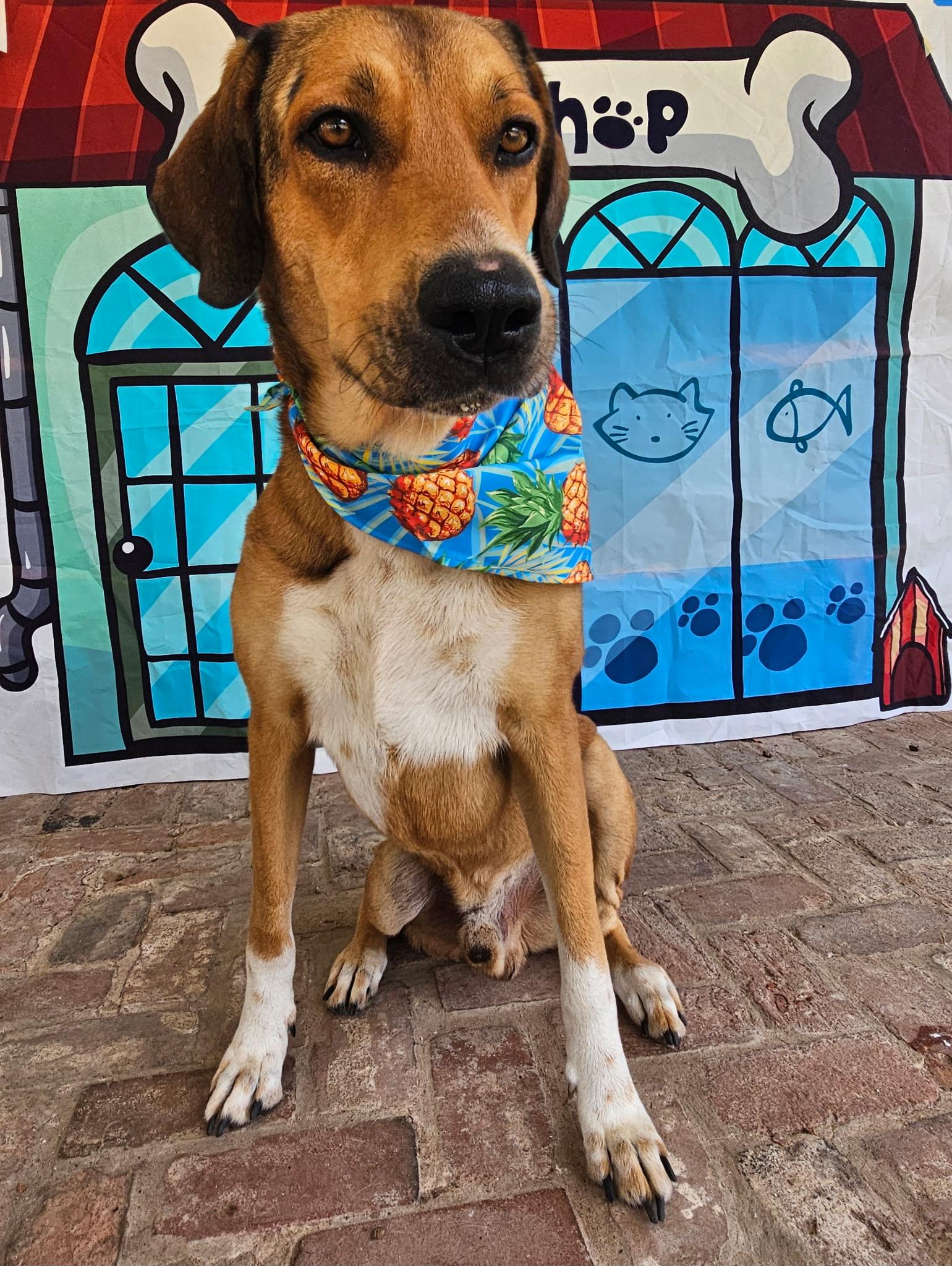 Enlarge Sammy, an adoptable mixed breed in Cedar Rapids, IA image 3/6