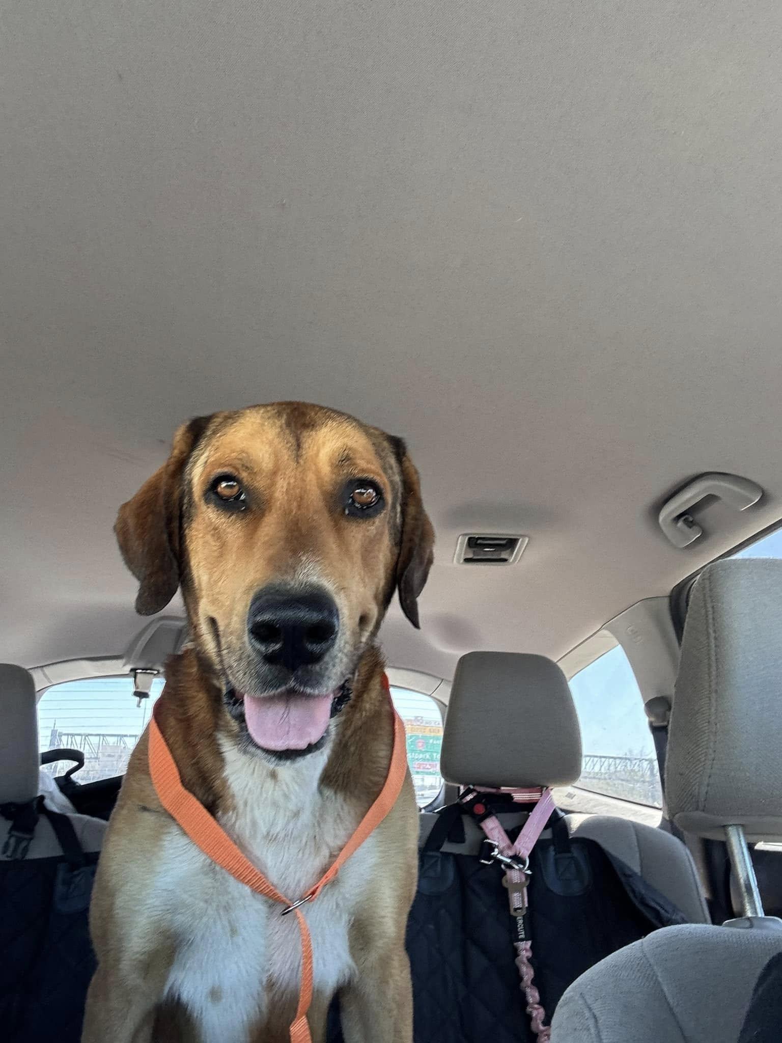 Enlarge Sammy, an adoptable mixed breed in Cedar Rapids, IA image 4/6