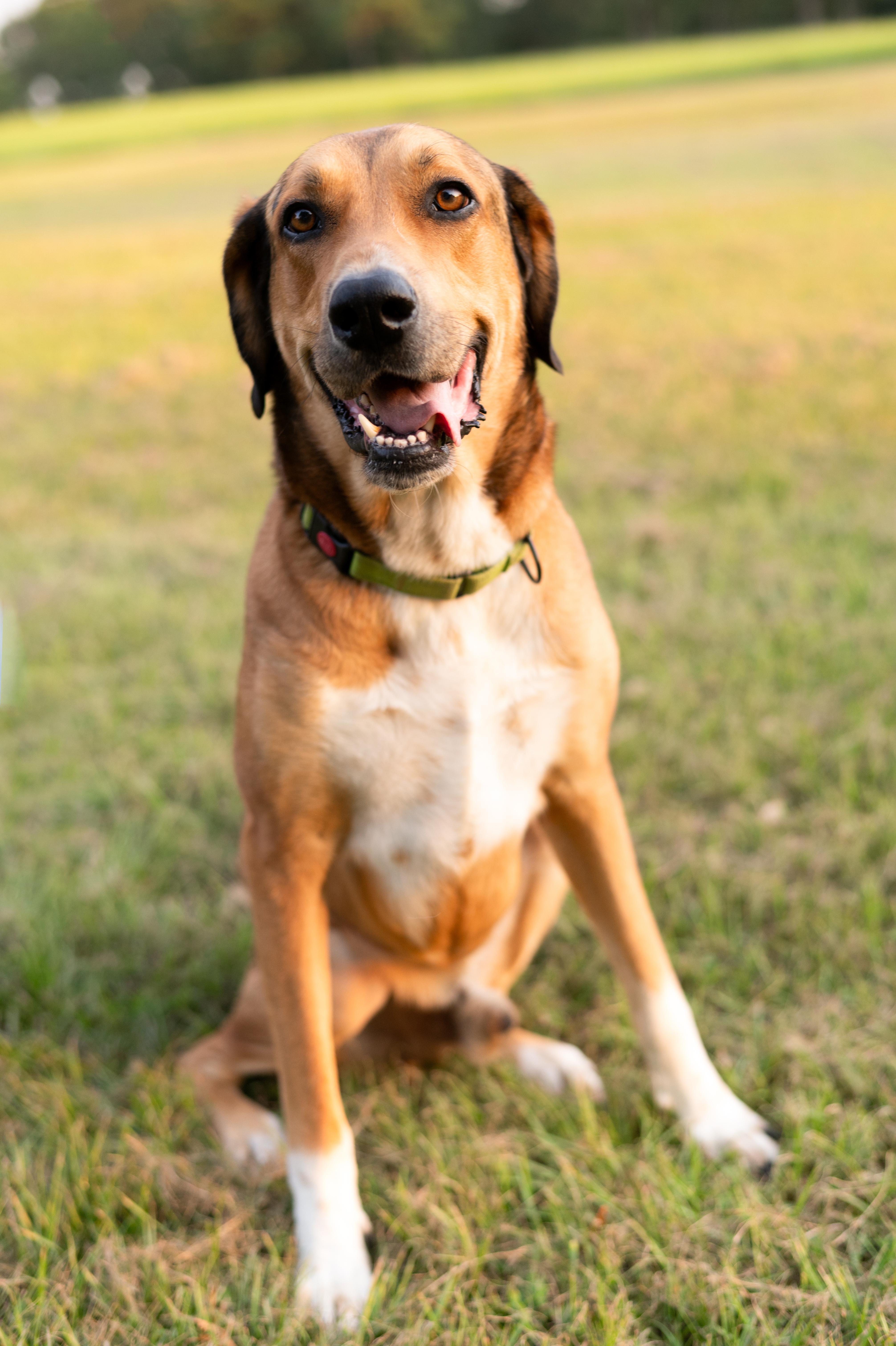 Enlarge Sammy, an adoptable mixed breed in Cedar Rapids, IA image 1/6