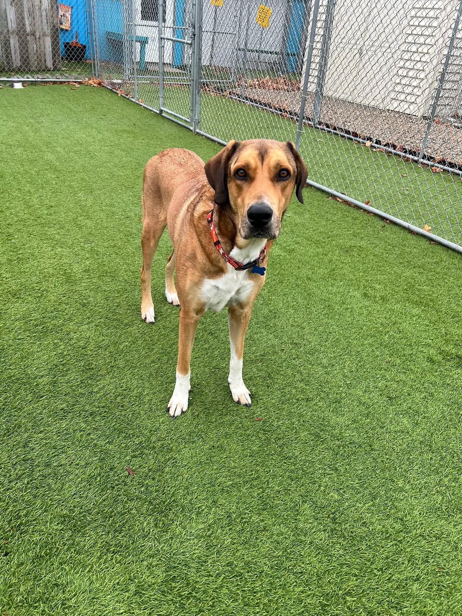 Enlarge Sammy, an adoptable mixed breed in Cedar Rapids, IA image 5/6