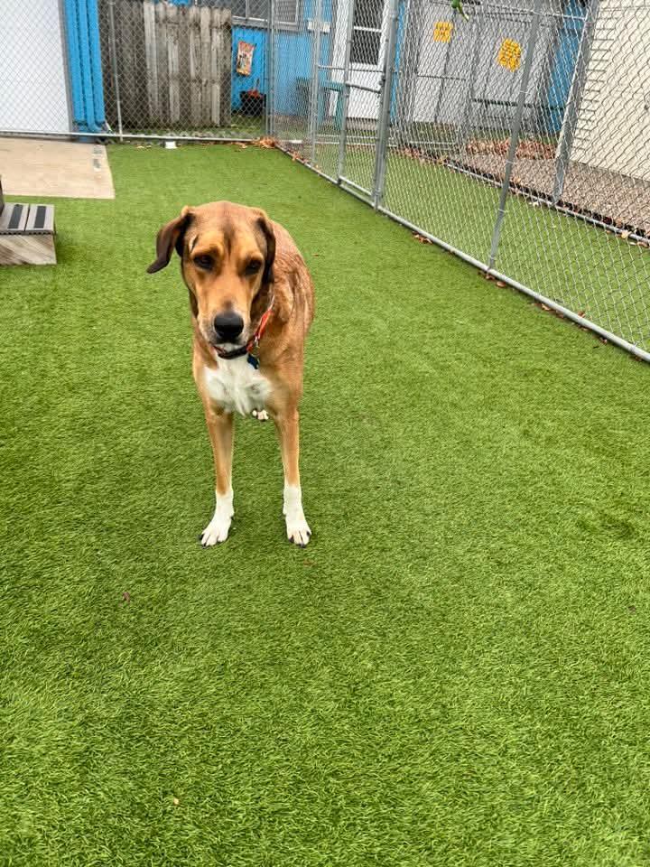 Enlarge Sammy, an adoptable mixed breed in Cedar Rapids, IA image 6/6