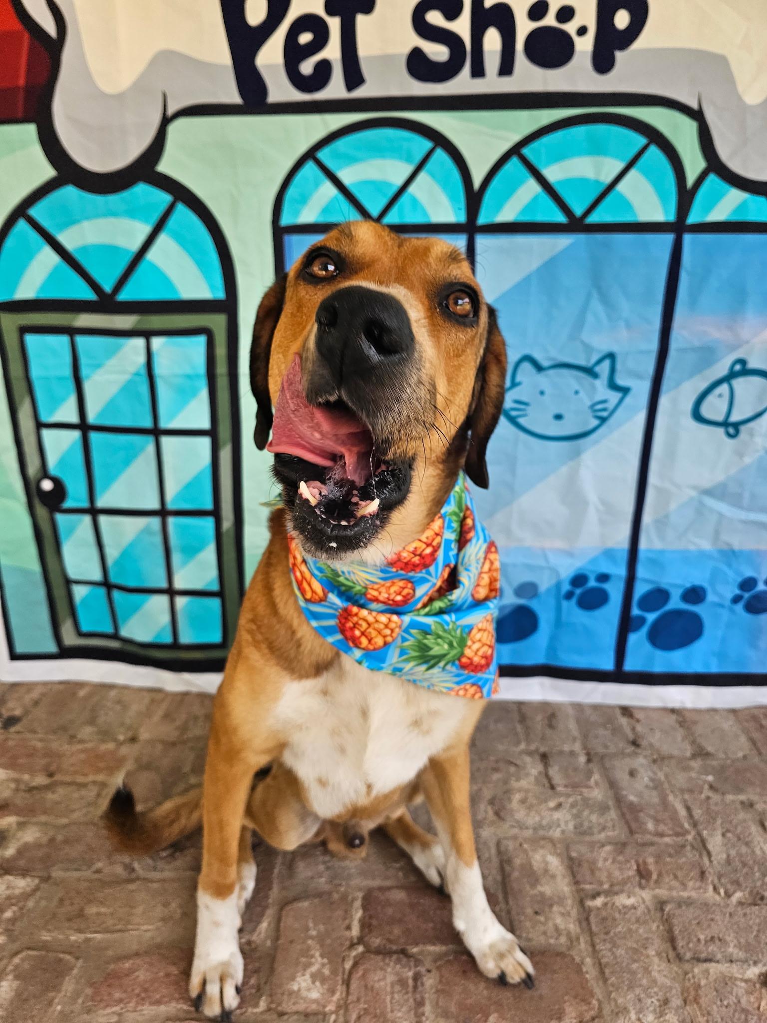 Enlarge Sammy, an adoptable mixed breed in Cedar Rapids, IA image 2/6