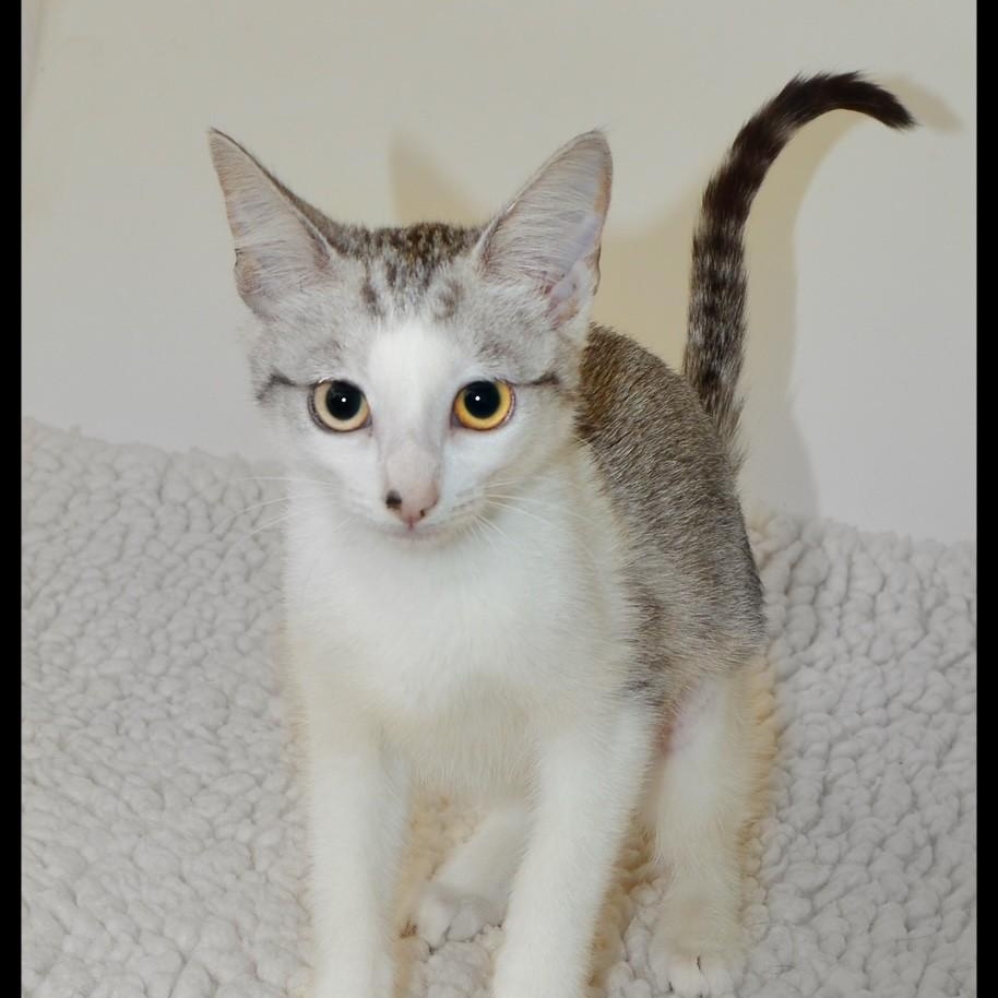 Enlarge Agatha, a ADOPTABLE mixed breed in San Andreas, CA image 1/1